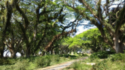 Empat Destinasi Wisata Banyuwangi untuk Menutup Akhir Tahun