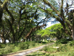 Empat Destinasi Wisata Banyuwangi untuk Menutup Akhir Tahun